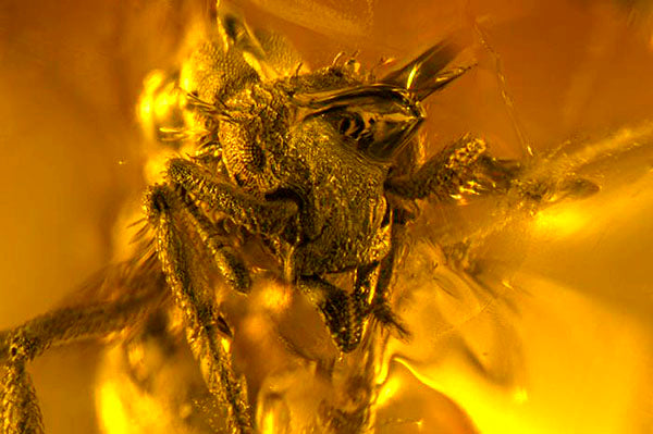 16-Million-Year-Old Ant Preserved in Amber Shines Light on Evolutionary History