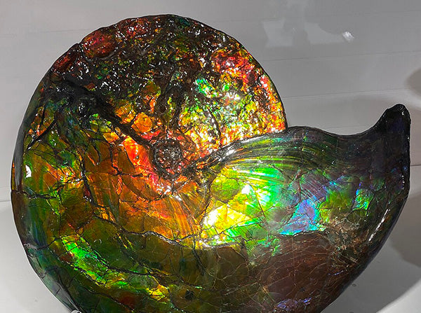 Keio University Scientists Decode the Secret Behind Ammolite’s Dazzling Colors