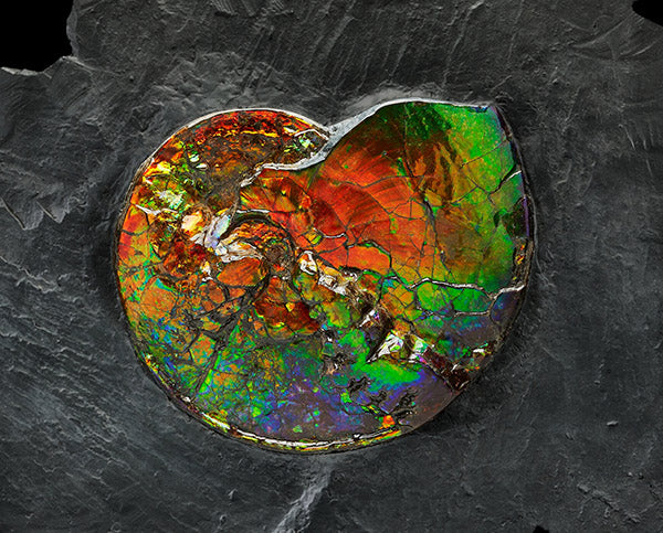 Fascinating Mix of Nature’s Finest Treasures Set to Hit the Auction Block Today