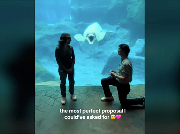 Beluga Whale’s Human-Like Reaction to Marriage Proposal Has Internet Buzzing
