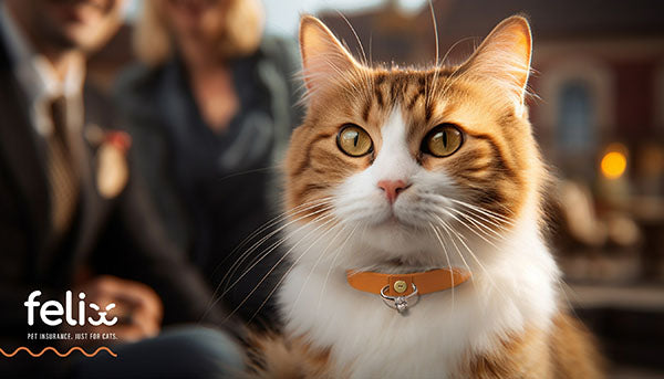 Include Your Kitty in a ‘Purr-fect Proposal’ for Chance to Win Cash Towards a Ring